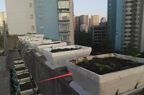 泡沫箱種菜的使用壽命,可能會(huì)超出你的想象